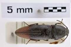 Melanotus ruficaudis (Candèze, 1878)